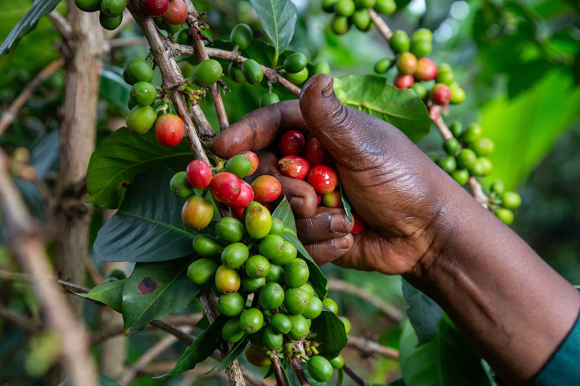 A coffee farmer harvesting ripe coffee beans in Uganda