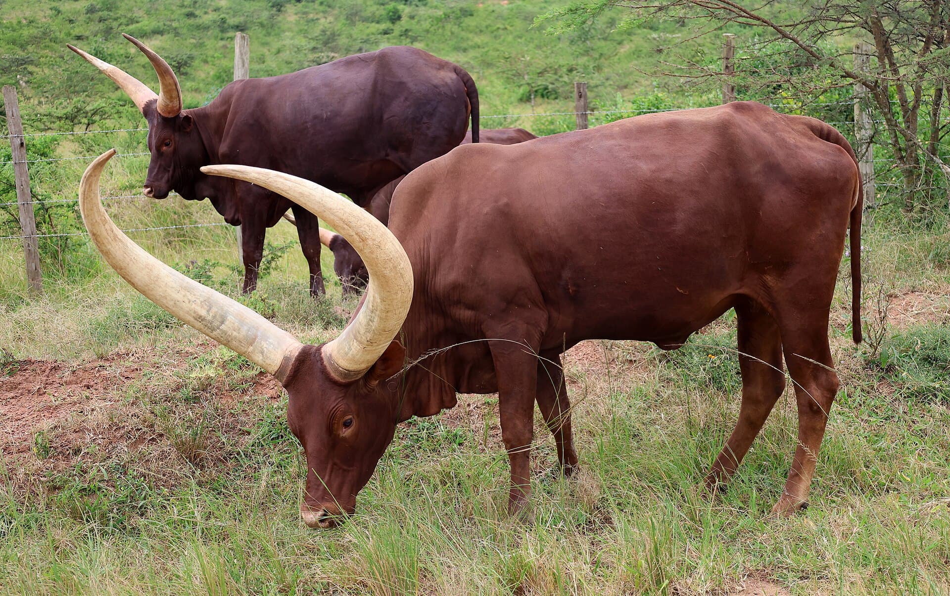 Long-horned Ankole cattle grazing