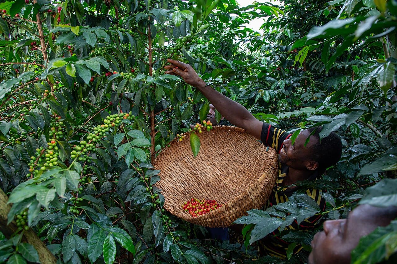 Coffee farmers at work among coffee bushes