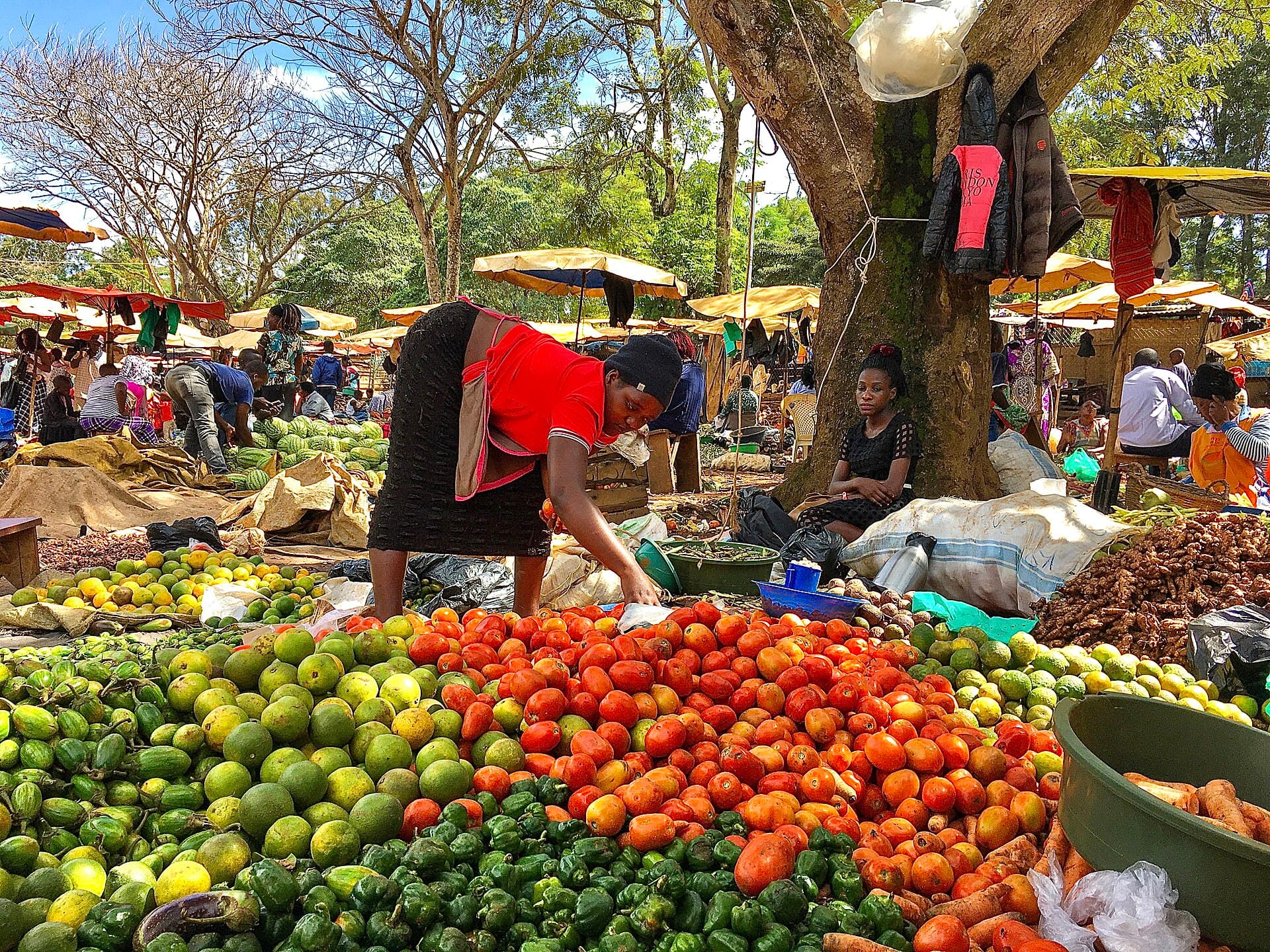 A woman sorting tomatoes at a vegetable market in Uganda