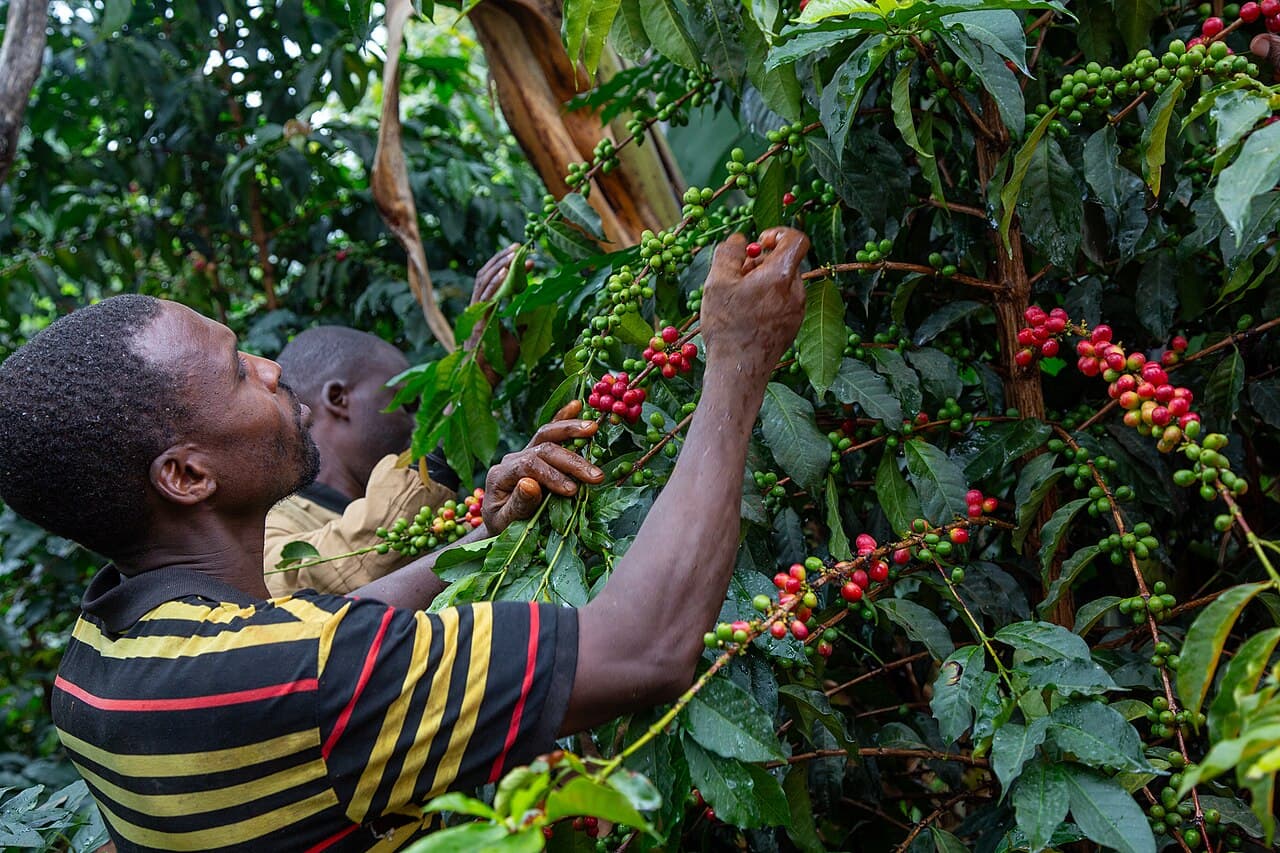 Farmers picking ripe coffee cherries from bushes