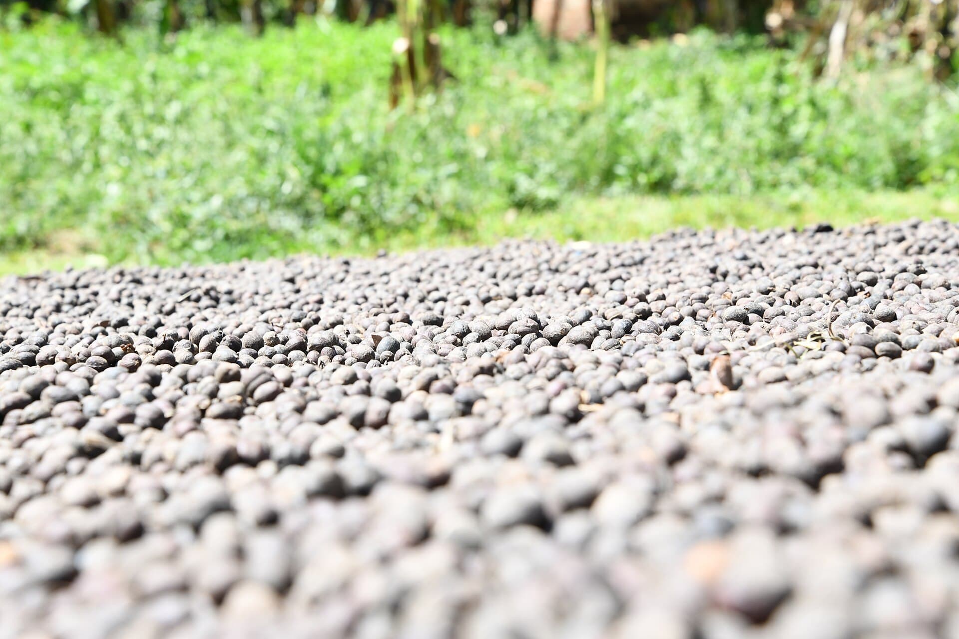 Coffee beans spread out to dry in the sun in Uganda