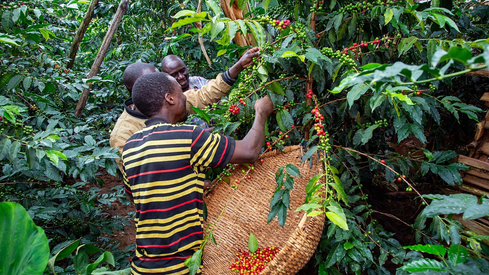 Ugandan coffee farmers picking ripe red coffee cherries