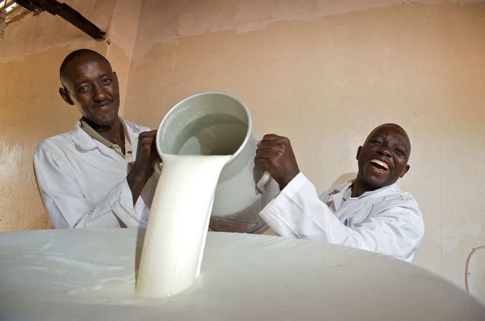 Staff of a Ugandan dairy cooperative pouring milk into a cooler