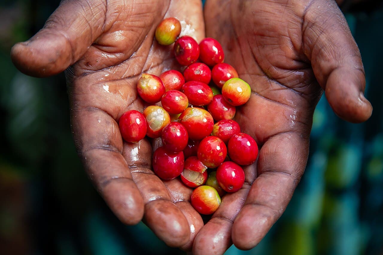 Close-up of a farmer's cupped hands holding coffee cherries
