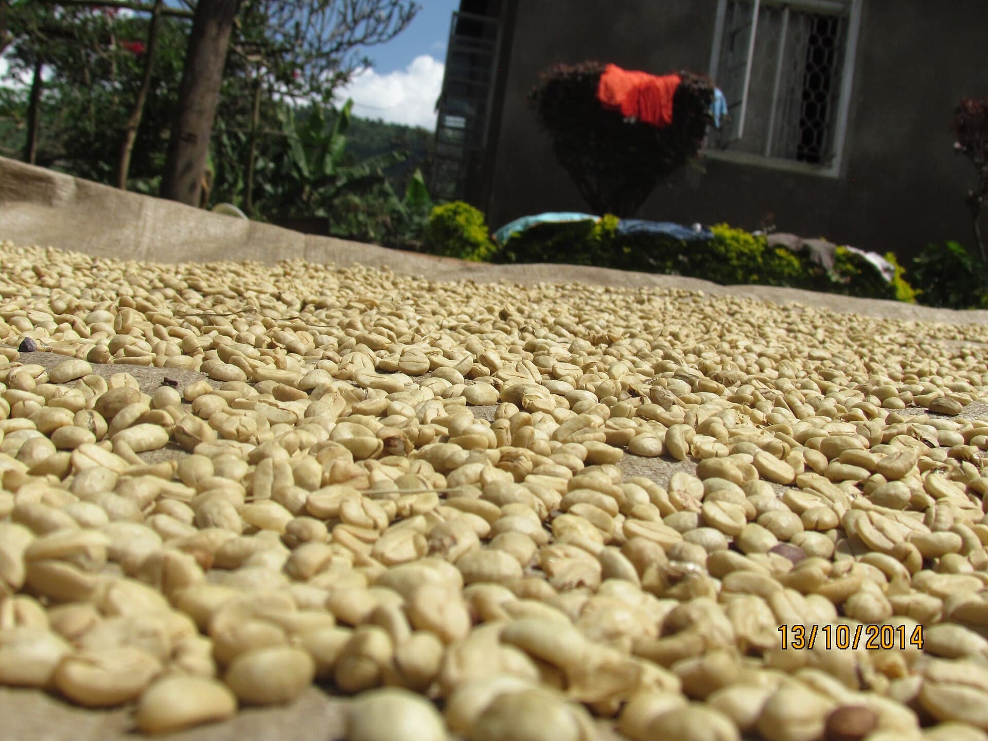 A close-up of dried coffee beans